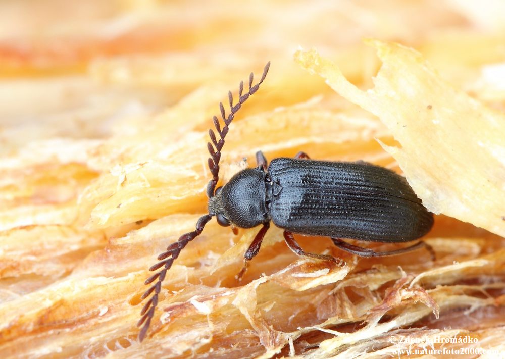 kovařík, Cerophytum elateroides (Brouci, Coleoptera)